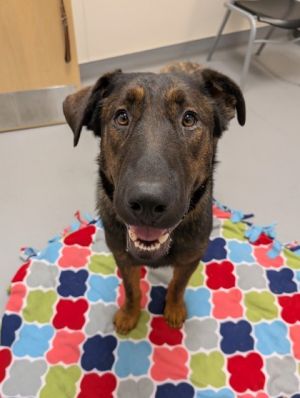 What my friends at Seattle Humane say about me I am a young pup who is ready to learn Did