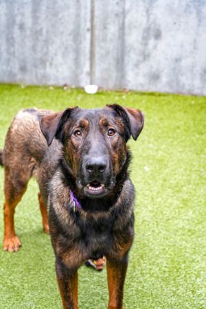 What my friends at Seattle Humane say about me The humans tell me that Im super smart Ive been w