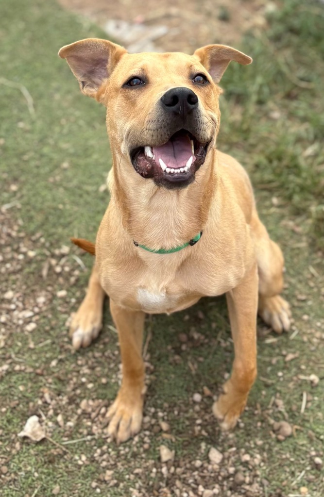 Pinto, an adoptable Staffordshire Bull Terrier, Labrador Retriever in Heber City, UT, 84032 | Photo Image 1