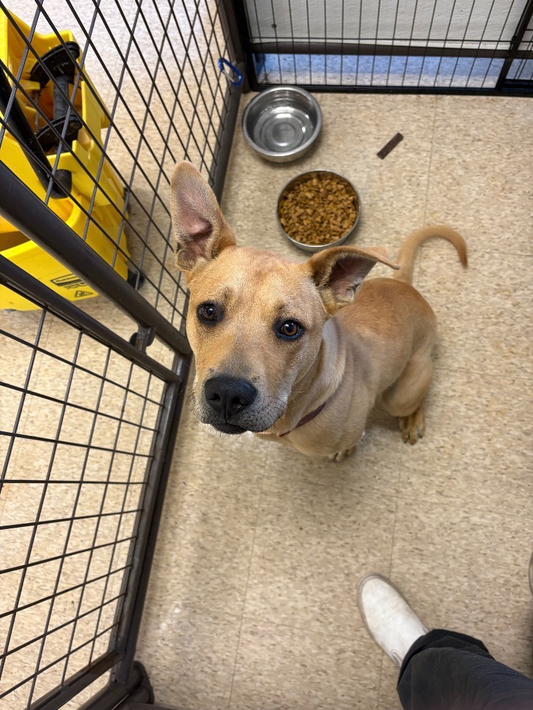 Pinto, an adoptable Staffordshire Bull Terrier, Labrador Retriever in Heber City, UT, 84032 | Photo Image 2