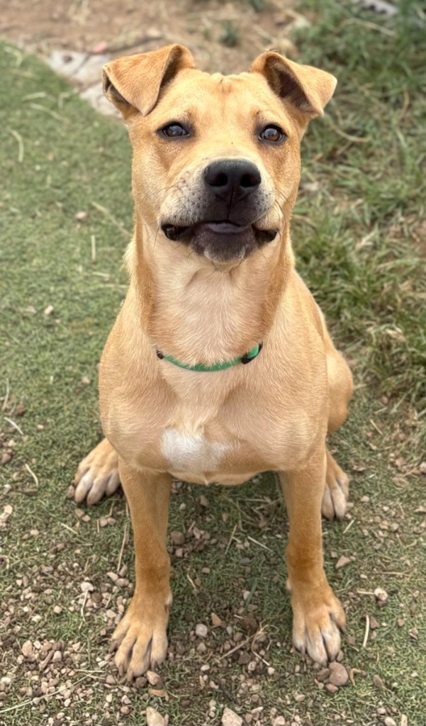Pinto, an adoptable Staffordshire Bull Terrier, Labrador Retriever in Heber City, UT, 84032 | Photo Image 3