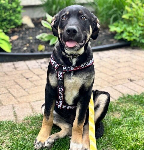 Apollo, an adoptable Akbash, Cane Corso in Vienna, ON, N0J 1Z0 | Photo Image 2
