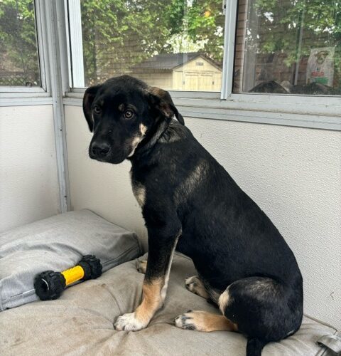 Apollo, an adoptable Akbash, Cane Corso in Vienna, ON, N0J 1Z0 | Photo Image 3