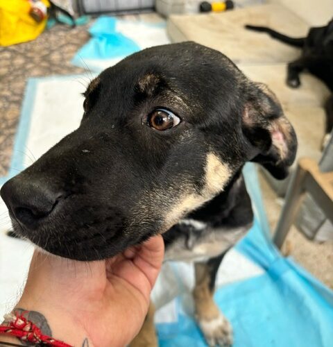 Apollo, an adoptable Akbash, Cane Corso in Vienna, ON, N0J 1Z0 | Photo Image 4