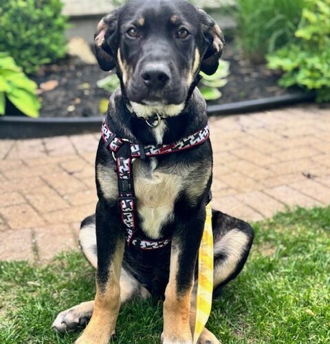 Apollo, an adoptable Akbash, Cane Corso in Vienna, ON, N0J 1Z0 | Photo Image 5