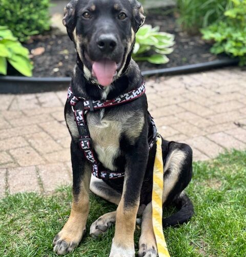 Apollo, an adoptable Akbash, Cane Corso in Vienna, ON, N0J 1Z0 | Photo Image 6