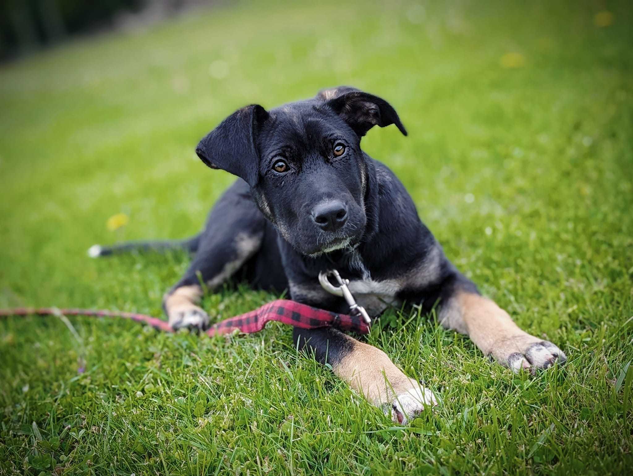 Zeus, an adoptable Akbash, Cane Corso in Vienna, ON, N0J 1Z0 | Photo Image 1
