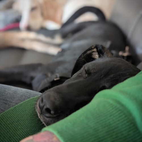Zeus, an adoptable Akbash, Cane Corso in Vienna, ON, N0J 1Z0 | Photo Image 2