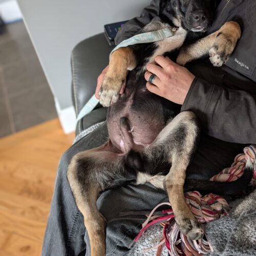Zeus, an adoptable Akbash, Cane Corso in Vienna, ON, N0J 1Z0 | Photo Image 3