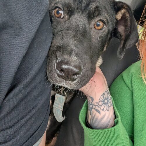 Zeus, an adoptable Akbash, Cane Corso in Vienna, ON, N0J 1Z0 | Photo Image 4