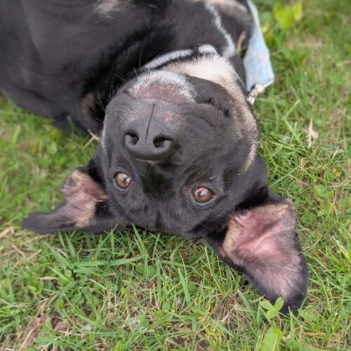 Zeus, an adoptable Akbash, Cane Corso in Vienna, ON, N0J 1Z0 | Photo Image 5