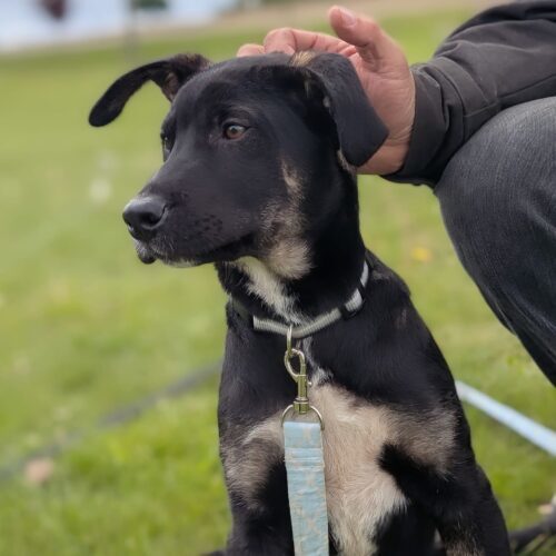 Zeus, an adoptable Akbash, Cane Corso in Vienna, ON, N0J 1Z0 | Photo Image 6