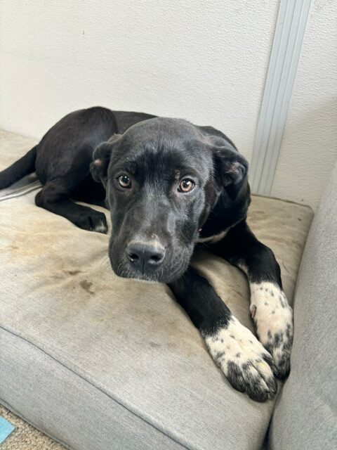 Athena, an adoptable Akbash, Cane Corso in Vienna, ON, N0J 1Z0 | Photo Image 1
