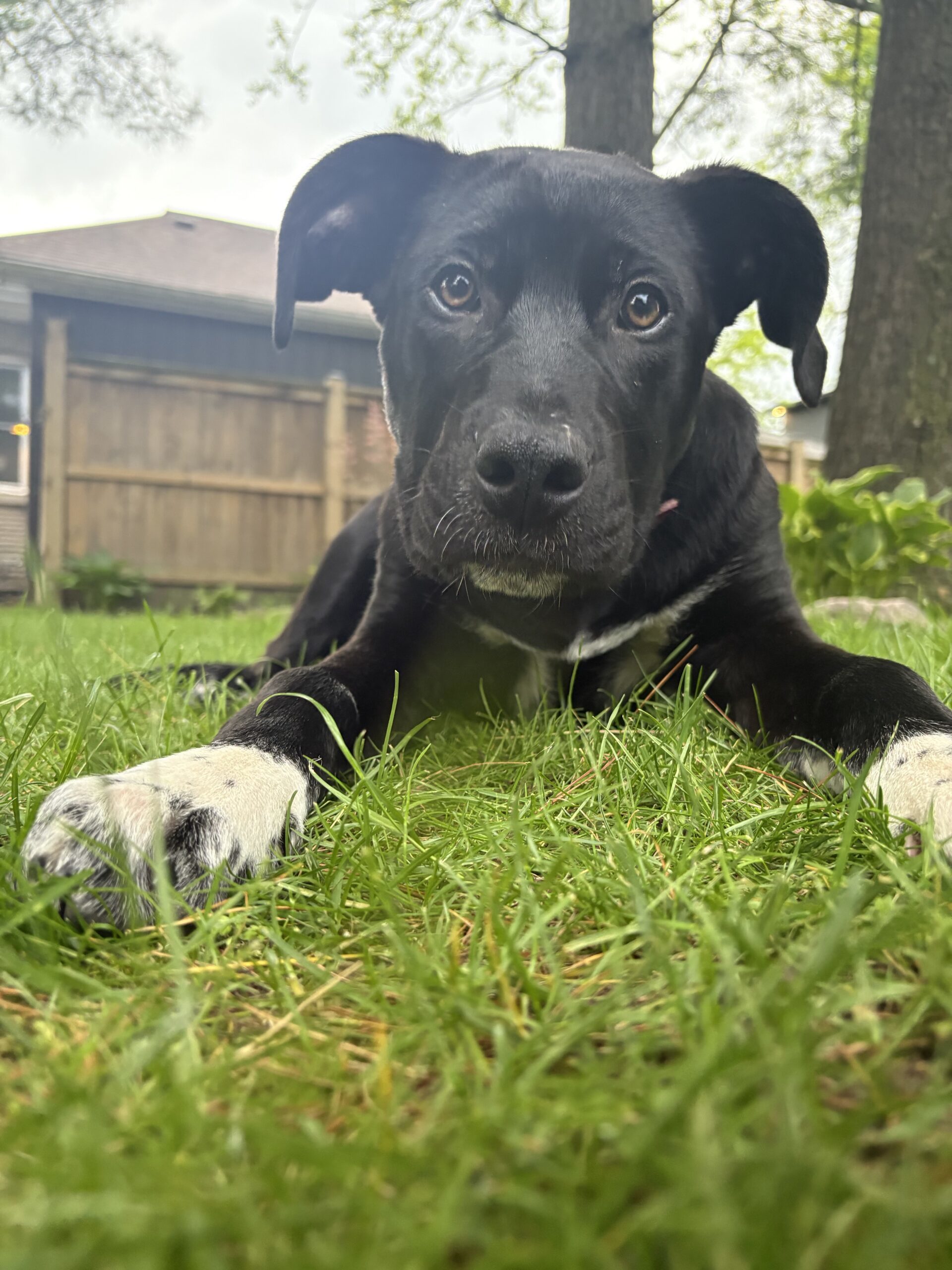 Athena, an adoptable Akbash, Cane Corso in Vienna, ON, N0J 1Z0 | Photo Image 1