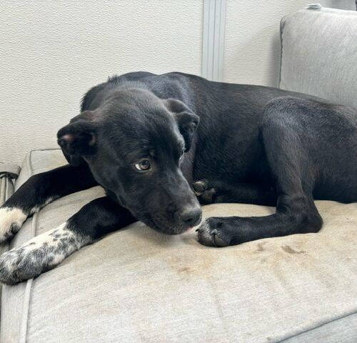 Athena, an adoptable Akbash, Cane Corso in Vienna, ON, N0J 1Z0 | Photo Image 2