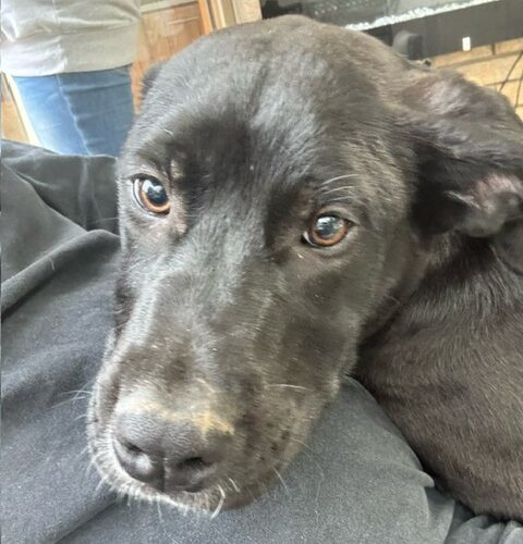 Athena, an adoptable Akbash, Cane Corso in Vienna, ON, N0J 1Z0 | Photo Image 3
