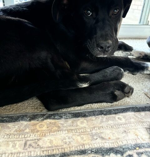 Athena, an adoptable Akbash, Cane Corso in Vienna, ON, N0J 1Z0 | Photo Image 4