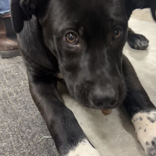 Athena, an adoptable Akbash, Cane Corso in Vienna, ON, N0J 1Z0 | Photo Image 5