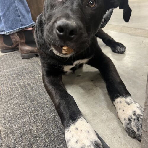 Athena, an adoptable Akbash, Cane Corso in Vienna, ON, N0J 1Z0 | Photo Image 6