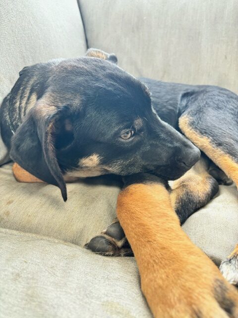 Ares, an adoptable Akbash, Cane Corso in Vienna, ON, N0J 1Z0 | Photo Image 1