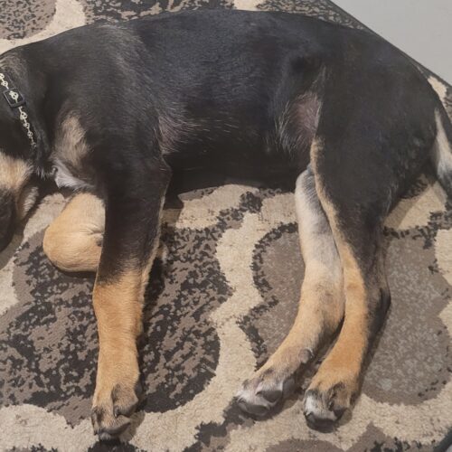 Ares, an adoptable Akbash, Cane Corso in Vienna, ON, N0J 1Z0 | Photo Image 2