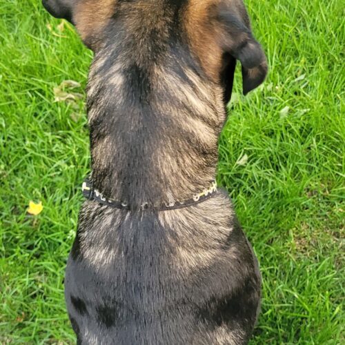 Ares, an adoptable Akbash, Cane Corso in Vienna, ON, N0J 1Z0 | Photo Image 3