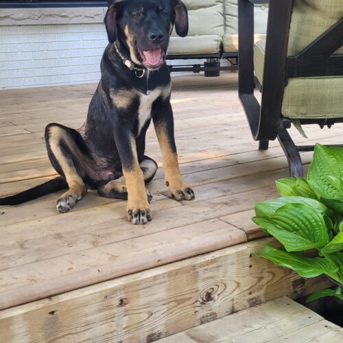 Ares, an adoptable Akbash, Cane Corso in Vienna, ON, N0J 1Z0 | Photo Image 4