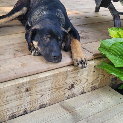 Ares, an adoptable Akbash, Cane Corso in Vienna, ON, N0J 1Z0 | Photo Image 5