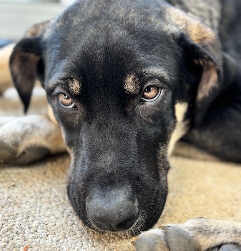 Ares, an adoptable Akbash, Cane Corso in Vienna, ON, N0J 1Z0 | Photo Image 6