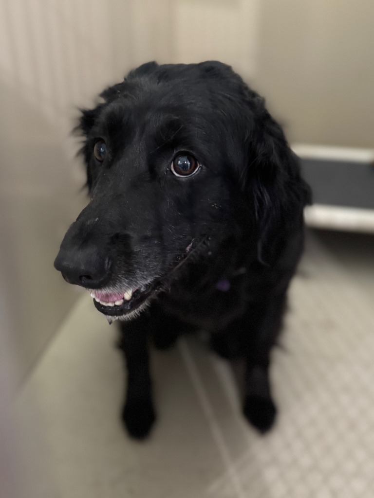 Nyx, an adoptable Australian Shepherd, Black Labrador Retriever in Redwood Falls, MN, 56283 | Photo Image 1