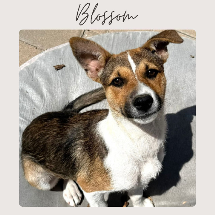 BLOSSOM
