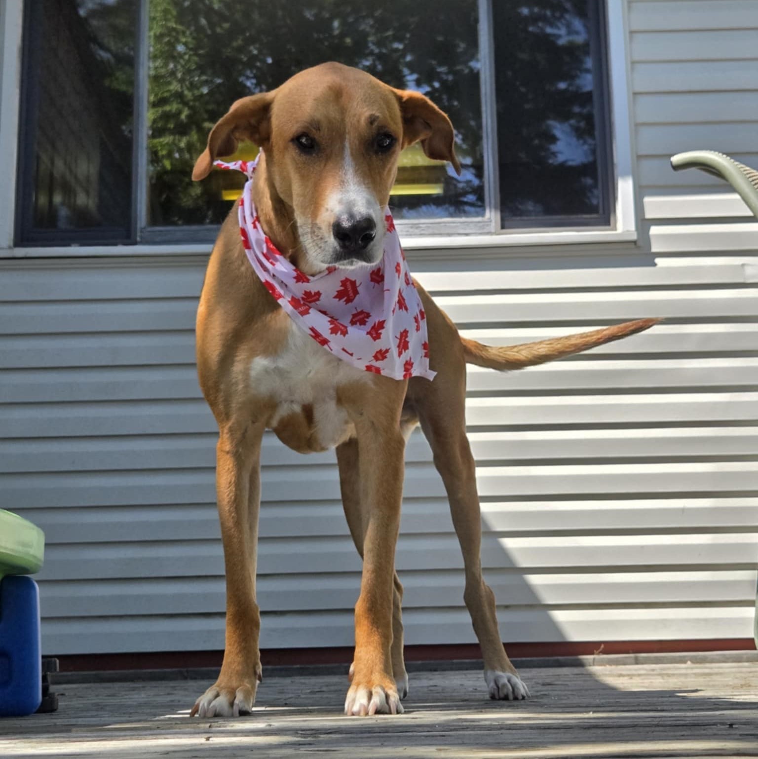 Chubby, an adoptable Mixed Breed in King City, ON, L7B 1K5 | Photo Image 1