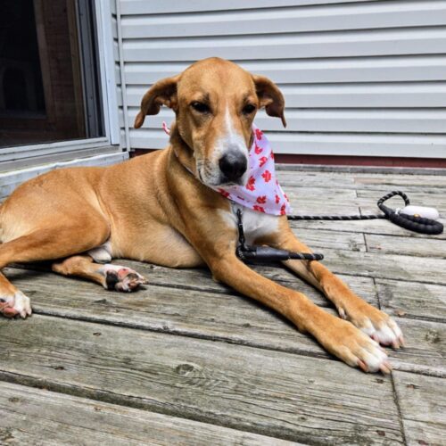 Chubby, an adoptable Mixed Breed in King City, ON, L7B 1K5 | Photo Image 2