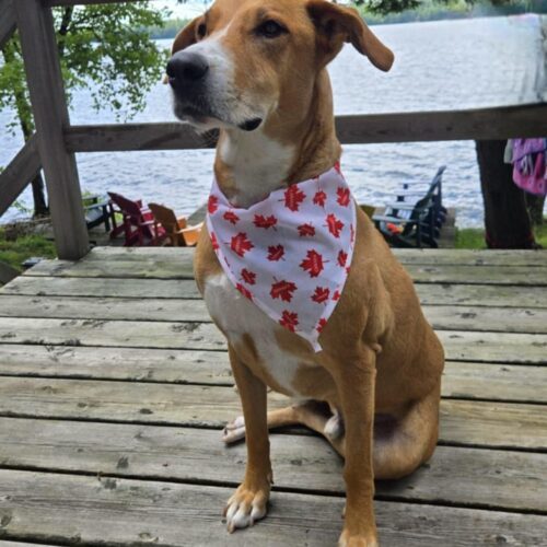 Chubby, an adoptable Mixed Breed in King City, ON, L7B 1K5 | Photo Image 3