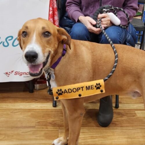 Chubby, an adoptable Mixed Breed in King City, ON, L7B 1K5 | Photo Image 4