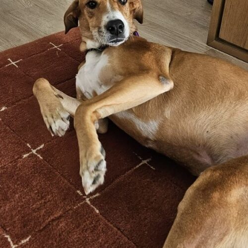 Chubby, an adoptable Mixed Breed in King City, ON, L7B 1K5 | Photo Image 6