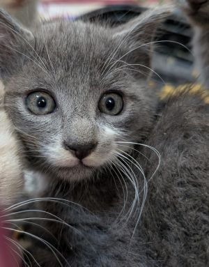 Domino