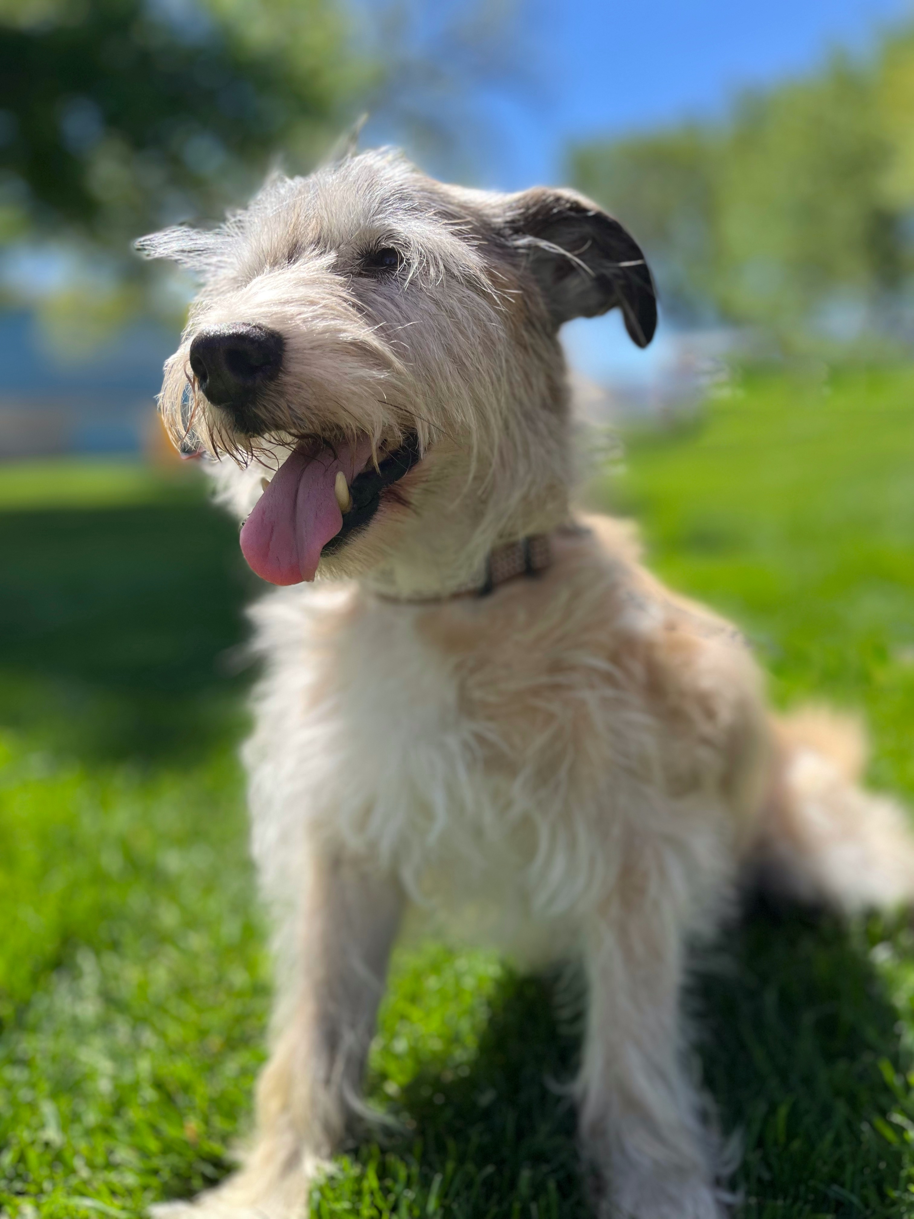 Prancer, an adoptable Wheaten Terrier in Twin Falls, ID, 83301 | Photo Image 1