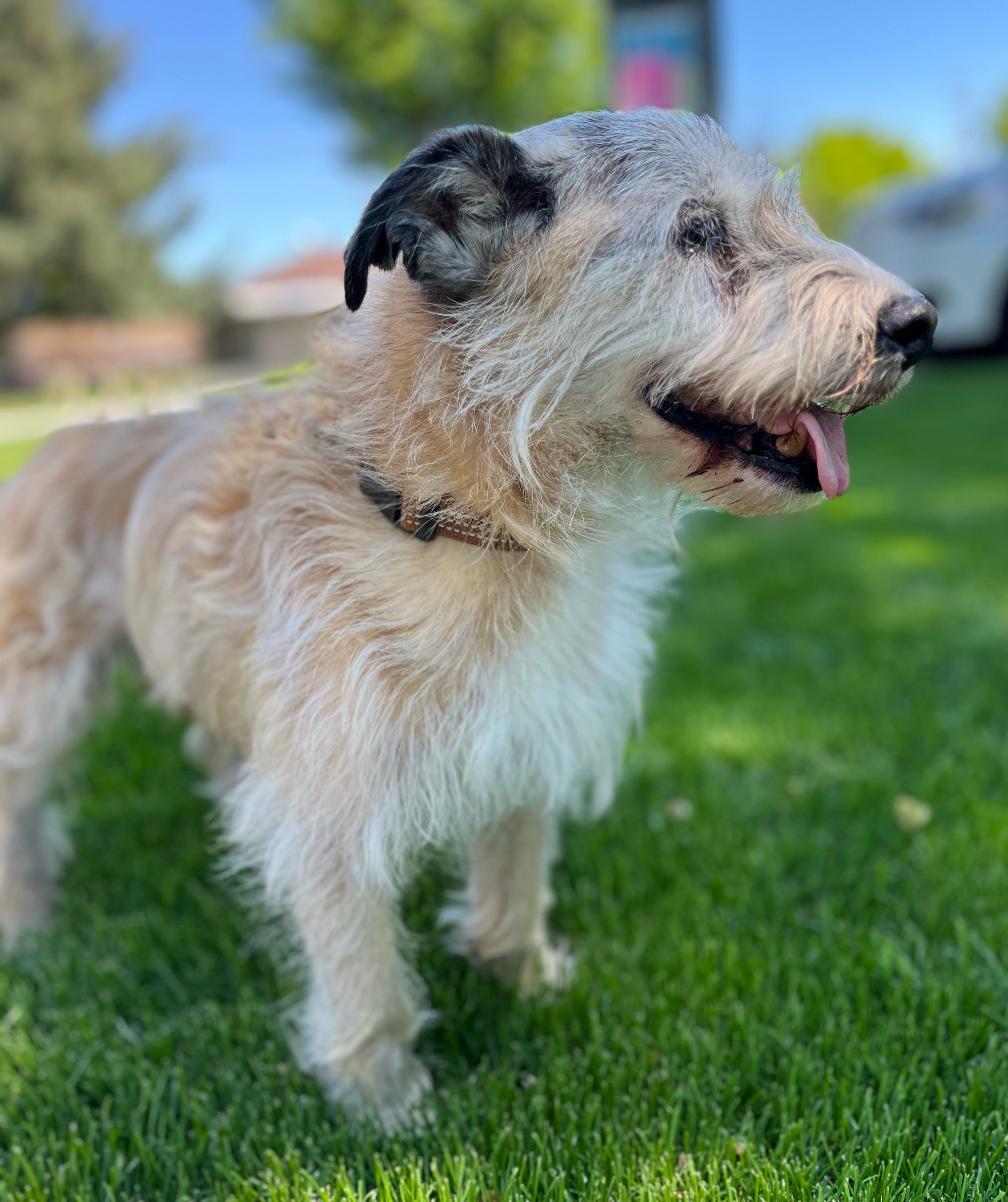 Prancer, an adoptable Wheaten Terrier in Twin Falls, ID, 83301 | Photo Image 2