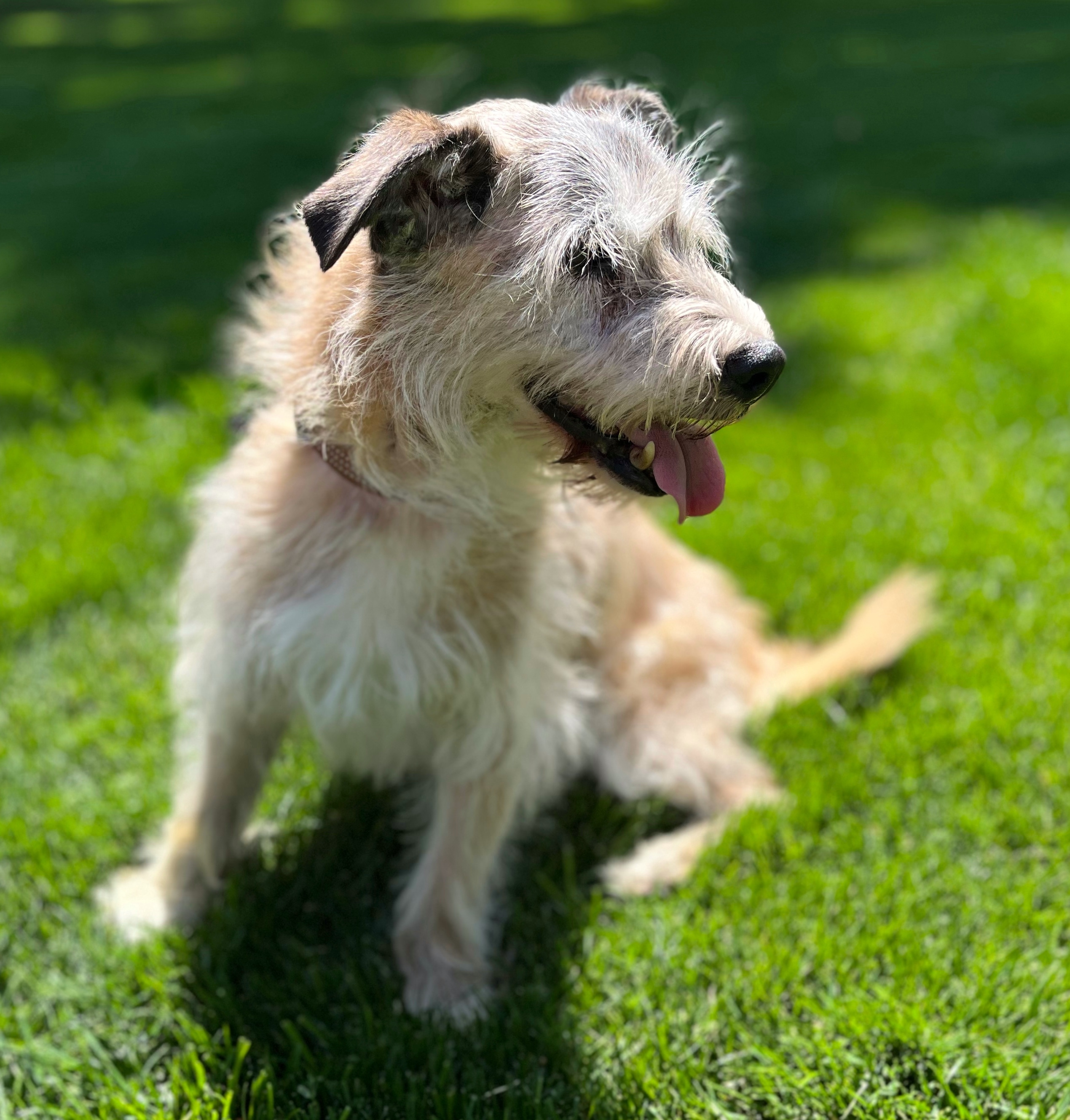 Prancer, an adoptable Wheaten Terrier in Twin Falls, ID, 83301 | Photo Image 3