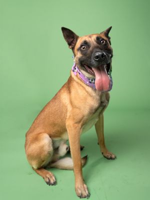 Hux, Adult Male Mixed Breed