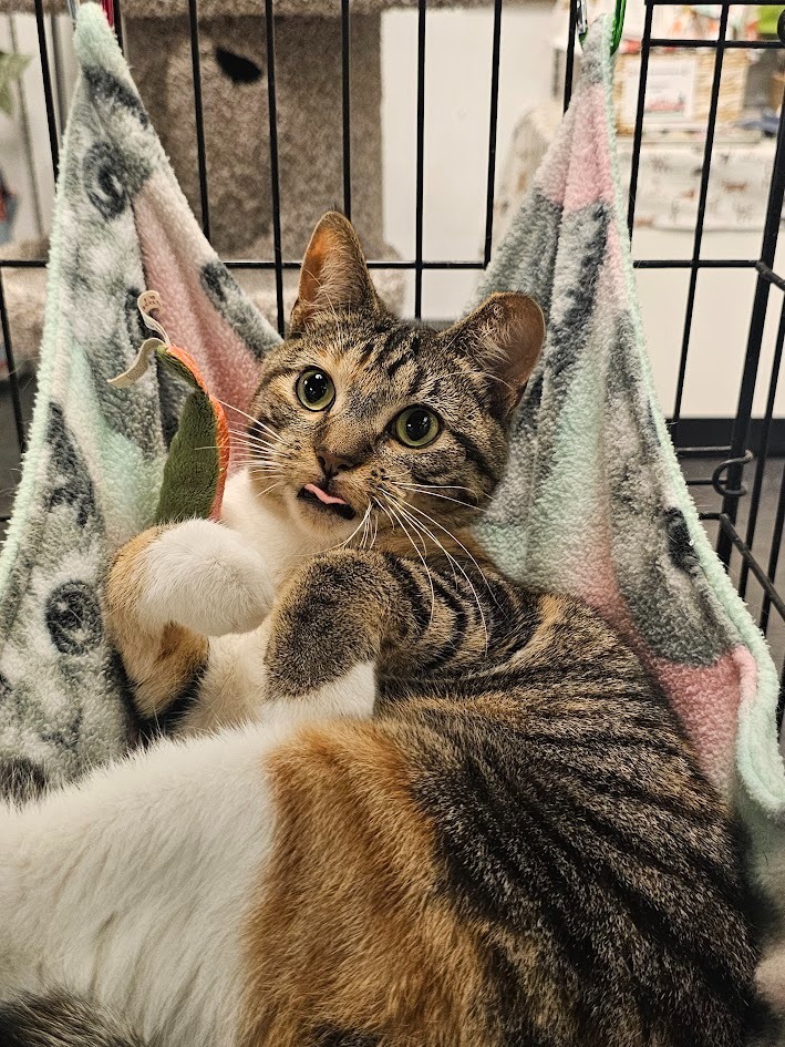 Luna2, an adoptable Domestic Short Hair in Saint Cloud, MN, 56301 | Photo Image 1