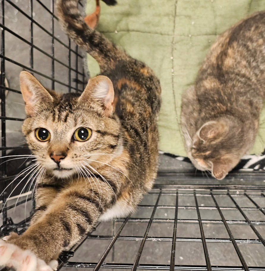 Luna2, an adoptable Domestic Short Hair in Saint Cloud, MN, 56301 | Photo Image 2