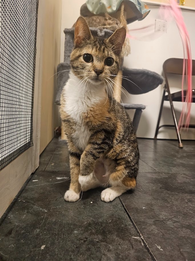 Luna2, an adoptable Domestic Short Hair in Saint Cloud, MN, 56301 | Photo Image 3