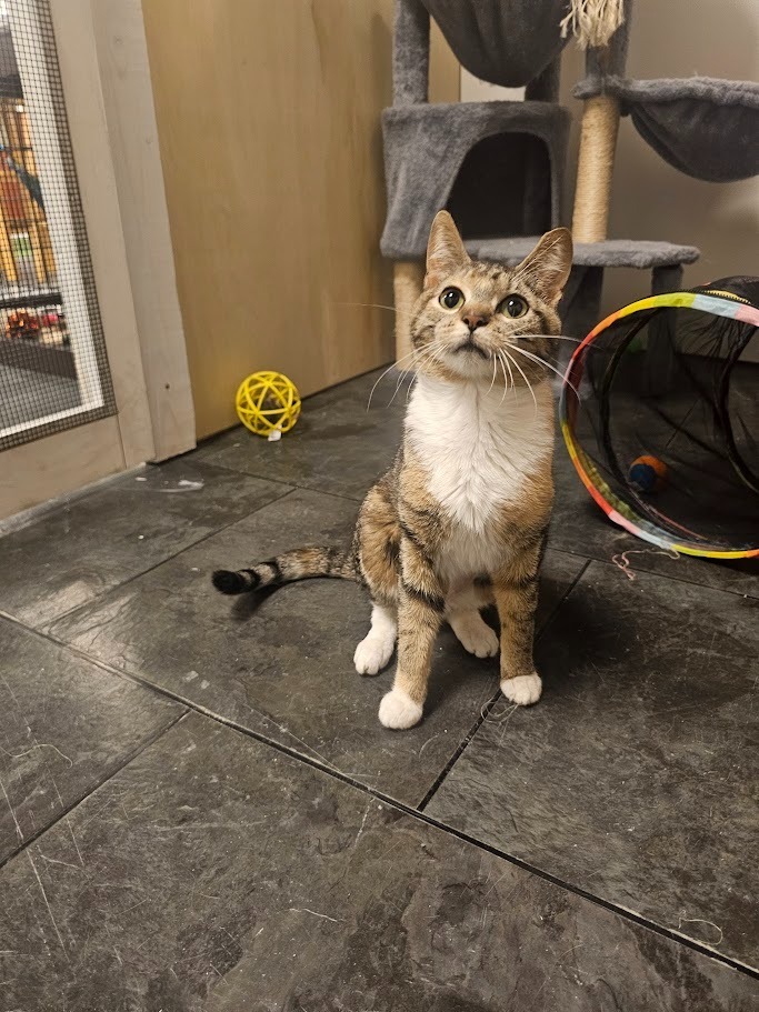 Luna2, an adoptable Domestic Short Hair in Saint Cloud, MN, 56301 | Photo Image 4