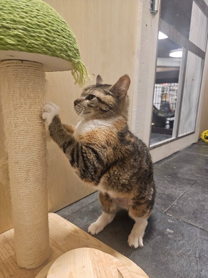 Luna2, an adoptable Domestic Short Hair in Saint Cloud, MN, 56301 | Photo Image 5