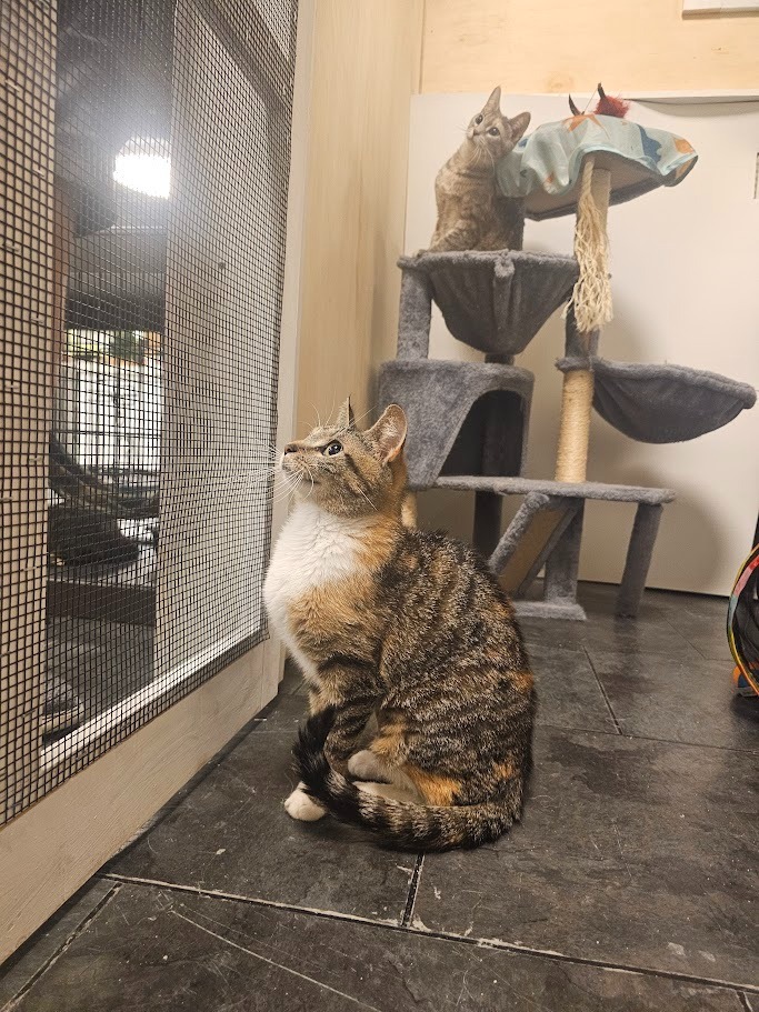 Luna2, an adoptable Domestic Short Hair in Saint Cloud, MN, 56301 | Photo Image 6