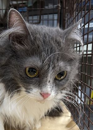 Primary Color Grey Secondary Color White Weight 6lbs