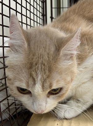Primary Color Cream Tabby Weight 86875lbs