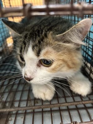 Primary Color Torbie Weight 88125lbs